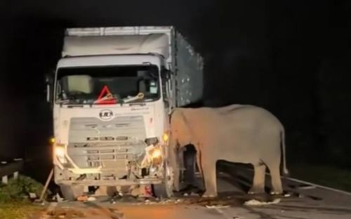 Voi con bị xe tải tông chết, voi mẹ có hành động khiến nhiều người rơi nước mắt