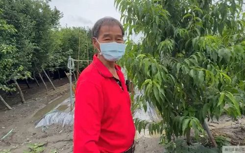 Vườn cây quý hiếm bị trộm mất 2000 quả, người nông dân đau lòng