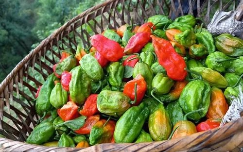 Loại ớt mọc ở bờ rào, nay nhiều người tranh nhau mua 300 nghìn/ký mà không đủ bán
