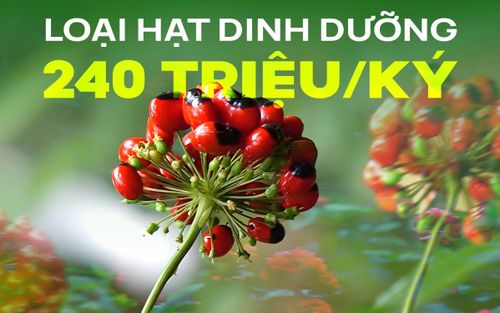 Loại hạt dinh dưỡng đắt bậc nhất thế giới 240 triệu/ký, chỉ có ở Việt Nam