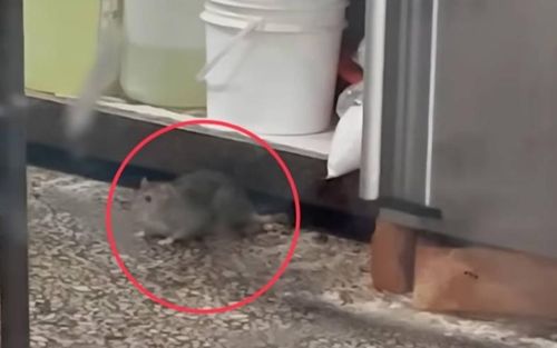 Rợn người khoảnh khắc con chuột chạy khắp sàn nhà hàng, giật đồ ăn của thực khách