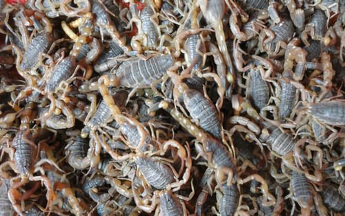 Mưa lũ cuốn trôi trang trại chứa 5 triệu con bọ cạp: Chủ trại mất trắng hơn 7 tỷ đồng