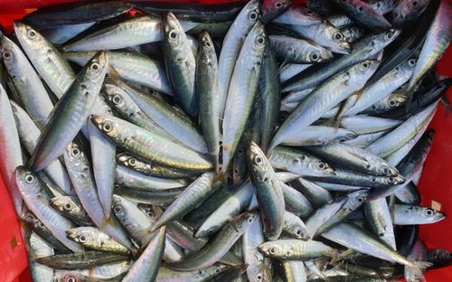 Một loại cá gây ung thư cực cao, nhiều người lại chủ quan hay ăn vì ngon