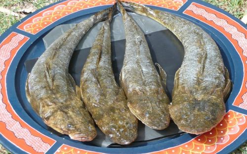 Loài cá với cái tên đặc biệt, thịt chắc như thịt gà được dân sành ăn săn lùng