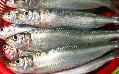 3 loại cá thường bị chê tanh nhưng lại là 'kho dinh dưỡng' cho não bộ