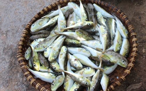 2 loại cá rẻ như cho nhưng tiềm ẩn cực độc, người Việt lại chuộng trong bữa cơm hằng ngày
