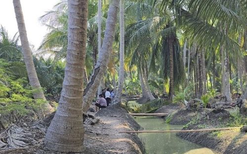 Chồng đi chặt dừa thuê, người vợ gục ngã trước sự việc xảy ra sau đó