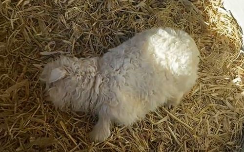 Xôn xao con vật lăn ra 'chết' khi người lớn chạm vào, sự thật đằng sau gây sốc