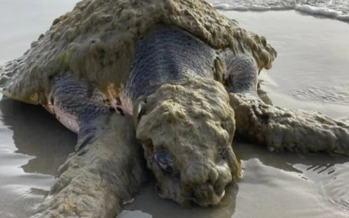 Loài sinh vật quý hiếm nhất thế giới trôi dạt vào bờ biển, được phát hiện trong tình trạng thương tâm