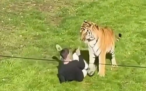 Bất ngờ đi vào khu vực chuồng nuôi hổ, người đàn ông gặp cái kết kinh hoàng