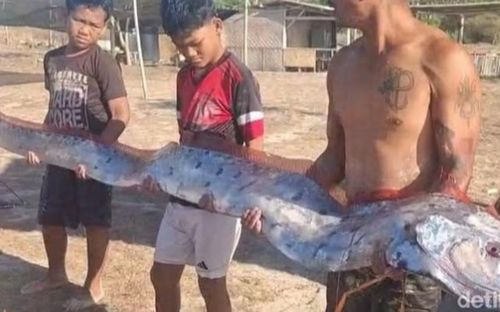 Ngư dân vớt được con cá với kích thước 'khủng', hình dáng cực đặc biệt