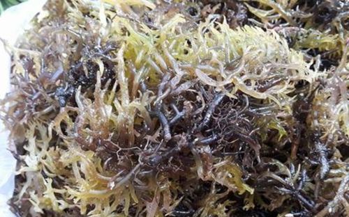 Loại rau với cái tên nhiều người chưa từng nghe qua, là đặc sản chỉ có theo mùa ở Quảng Ngãi