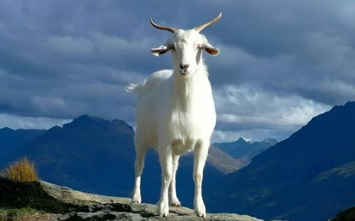 Vận trình 7 ngày tới, 4 con giáp này dễ gặp cơ hội lớn, chuyển biến cả công việc lẫn tài lộc