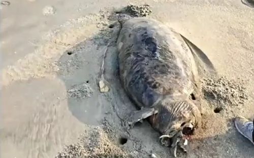 Phát hiện xác sinh vật được mệnh danh là 'nàng tiên cá', người dân xôn xao