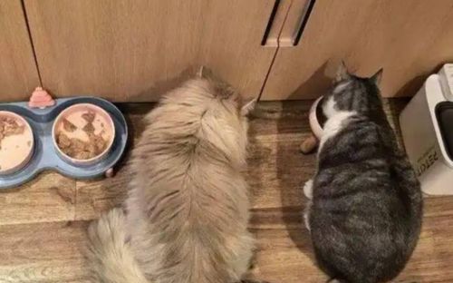 Mở dịch vụ chăm sóc mèo mùa Tết, cô gái kiếm thu nhập 'khủng' chỉ trong 9 ngày