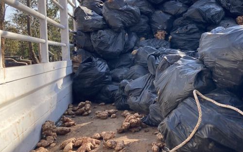 Cảnh sát kiểm tra đột xuất xe tải chở gừng, sửng sốt thứ được giấu bên trong