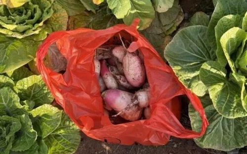 Gửi cho bạn quen trên mạng giỏ rau tự trồng, người phụ nữ bàng hoàng khi nhận 'quà đáp lễ'