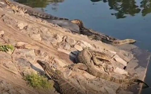 Gần 300 sinh vật 'xâm chiếm' ngôi làng, người dân lo lắng