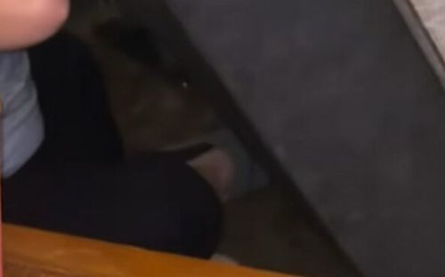 Mua ghế sofa cũ, cặp vợ chồng 'đứng tim' khi phát hiện vị khách nằm bên trong