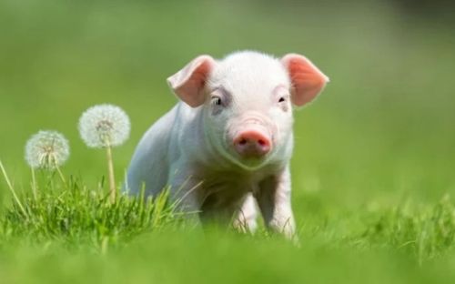 Thời điểm 'tiền vào cửa trước cửa sau': 4 con giáp được dự đoán tài chính khởi sắc