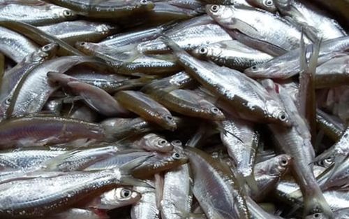 Loại cá nước ngọt chỉ bằng ngón tay ở Phú Thọ, kho với tương thì hao cơm đến lạ