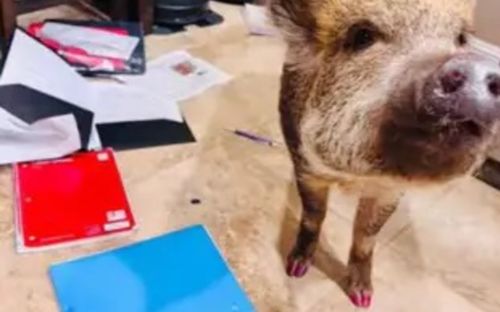 Không thể nộp bài tập đúng hạn, nữ sinh khiến mạng xã hội 'dậy sóng' khi biết lý do