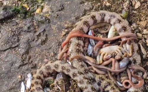 Sinh vật biển tại làng chài chết hàng loạt, người dân xôn xao