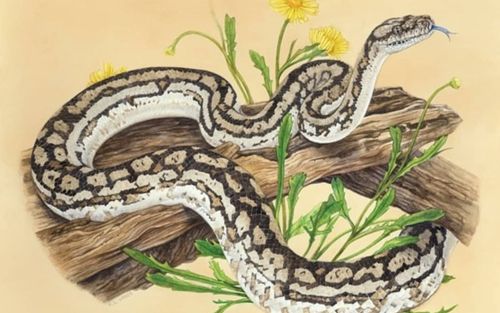 Những con giáp này càng ít chia sẻ chuyện tiền bạc thì cuộc sống càng ổn định