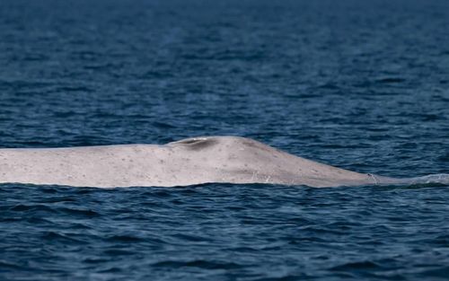 Phát hiện sinh vật bạch tạng cực quý hiếm ngoài biển, cảnh tượng gây xôn xao