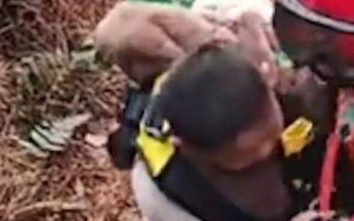 Cậu bé bị con khỉ lôi xuống vách đá, người cha nhảy theo cứu con trai