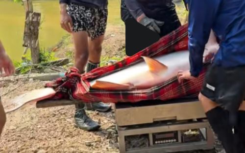 Dân làng bắt được con cá tra 'quái vật', gần chục người khiêng mới nổi