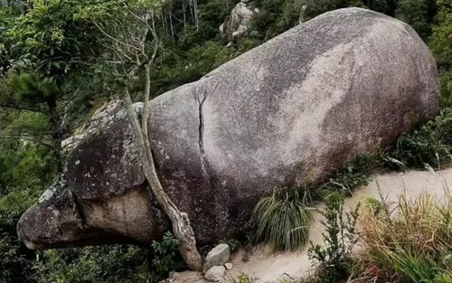 Phát hiện 'lợn đá nghìn năm tuổi' giống hệt Trư Bát Giới, người dân xôn xao