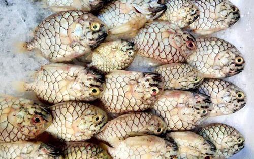 Loại cá có tên lạ, vảy dày cứng là đặc sản, nướng lên thịt dai chắc