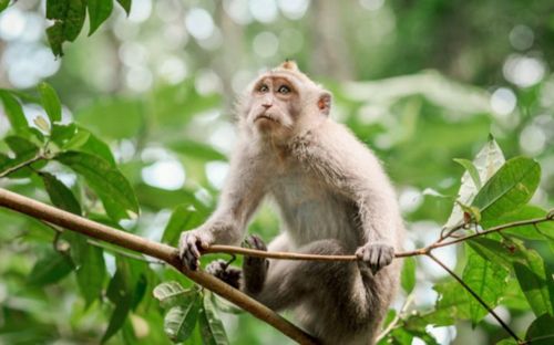 Những con giáp tưởng khôn ngoan nhưng lại dễ bị lợi dụng, cả chuyện tiền bạc lẫn tình cảm