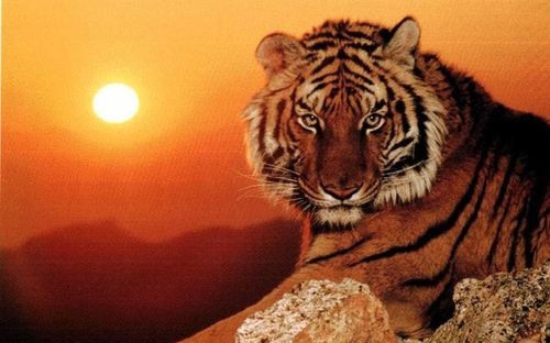 Vận trình sắp có nhiều biến động: 4 con giáp cần chú ý tài chính và các quyết định quan trọng