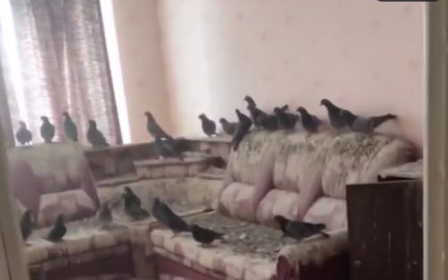 Đi làm xa quên đóng cửa sổ suốt 3 năm, người đàn ông bàng hoàng cảnh tượng khi trở về nhà