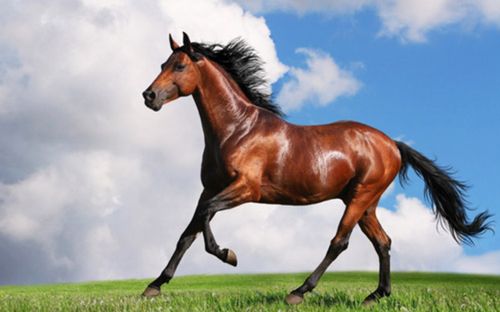 3 con giáp càng rời khỏi vùng an toàn càng dễ thành công, đi xa là bứt phá đáng nể