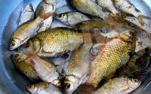 Loại cá đồng ngày trước bị chê vì nhiều xương, giờ lại được ưa chuộng trong bữa cơm ngày hè