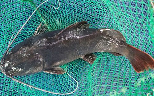 Loại cá là đặc sản miền Tây, thịt ngọt ít xương dăm, nấu món nào cũng ngon