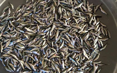 Loại cá chỉ có ở miền Tây, thịt ngọt lịm, dân sành ăn luôn săn tìm mỗi mùa nước nổi