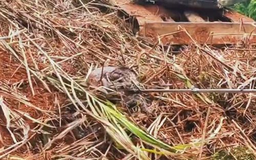 Đang dọn cỏ, người đàn ông bỏ chạy khi phát hiện 'khối đen'ngọ nguậy