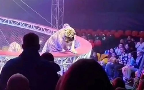 Con hổ bất ngờ lao khỏi sân khấu, nhảy thẳng xuống khu vực khán giả lúc biểu diễn gây xôn xao