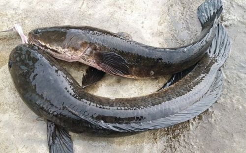 Loài cá có thể sống ngoài nước hàng giờ, nông dân miền Tây xem như 'cứu tinh mùa hạn'