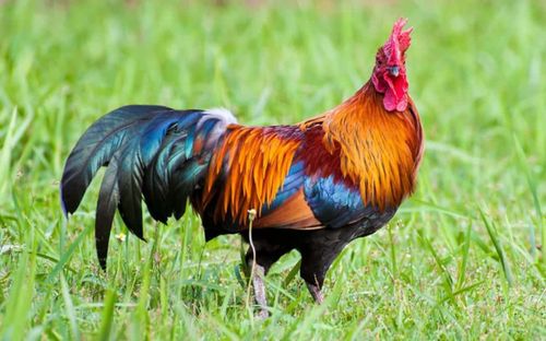 3 con giáp không mấy khi gặp may mắn, nhờ kiên trì mà đổi vận, càng về sau càng sung túc