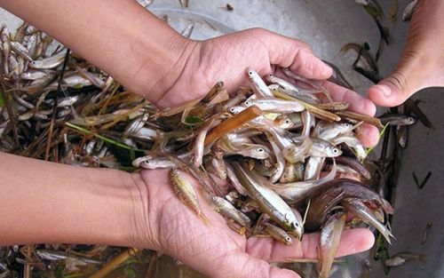 Loại cá nhỏ chỉ bằng đầu đũa, ngày trước bán 'rẻ như cho', nay 400 nghìn mới mua được 1 kg