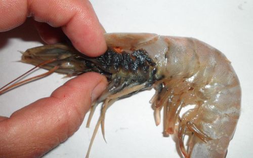 3 bộ phận của tôm cực độc, ăn sai cách có thể ngộ độc, tích tụ kim loại nặng