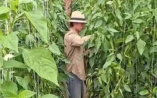 Nam diễn viên từng đóng 200 bộ phim, nay phải trồng ớt kiếm sống