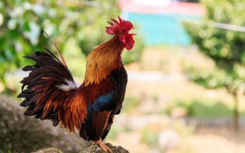 3 con giáp đang bước vào giai đoạn 'đổi vận', làm gì cũng có người nâng đỡ