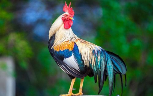 4 con giáp càng lớn tuổi càng có khí chất giàu sang, vận may mở ra liên tiếp