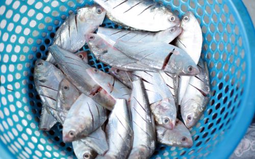 5 loại cá cực tốt cho sức khỏe, có khả năng hỗ trợ phòng ngừa ung thư, loại số 3 gây bất ngờ